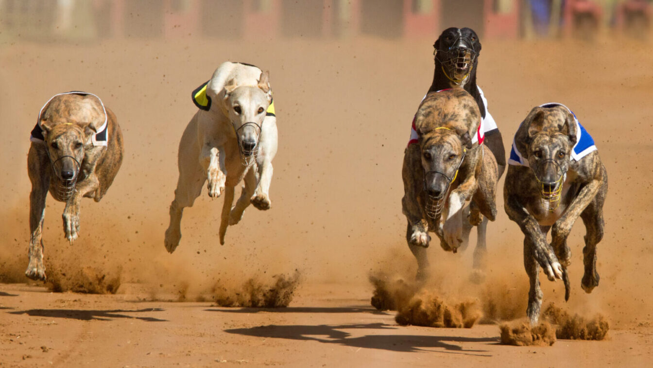 greyhound racing