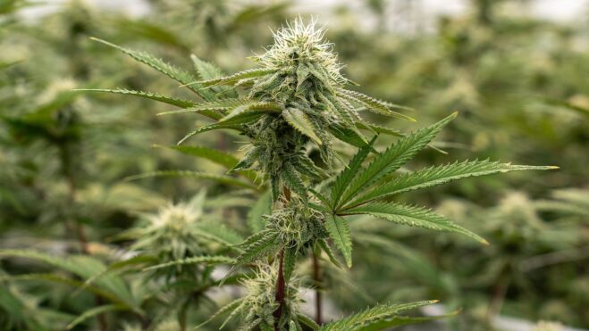 cannabis-las-vegas