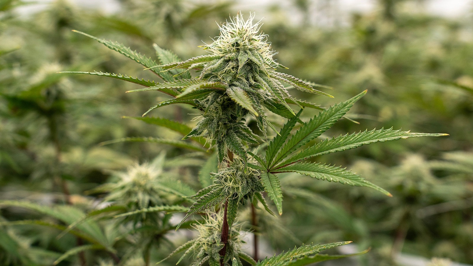 cannabis-las-vegas