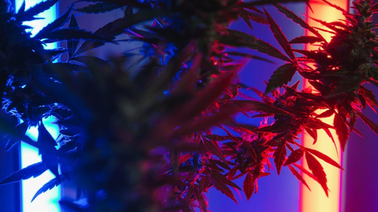 marijuana neon lights