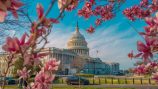 us-capital-framed-cherry-blossoms