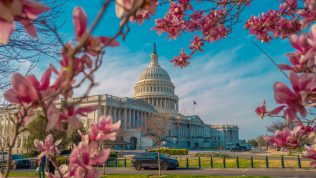 us-capital-framed-cherry-blossoms