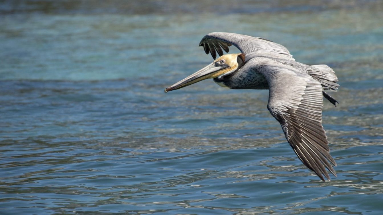 pelican flying