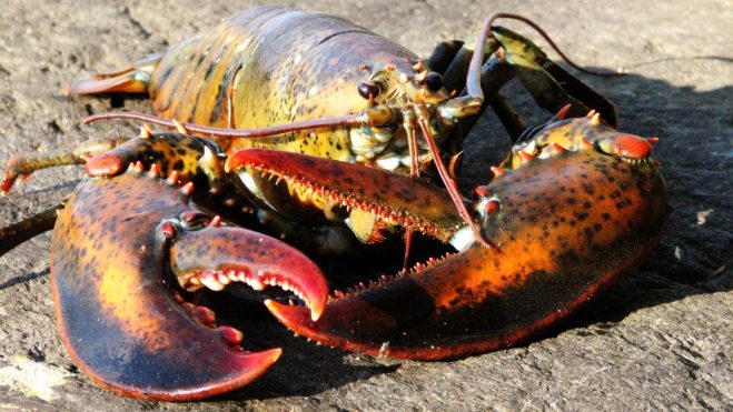 maine lobster