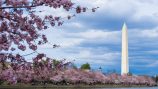 Washington D.C. internet casino and sweeps ban